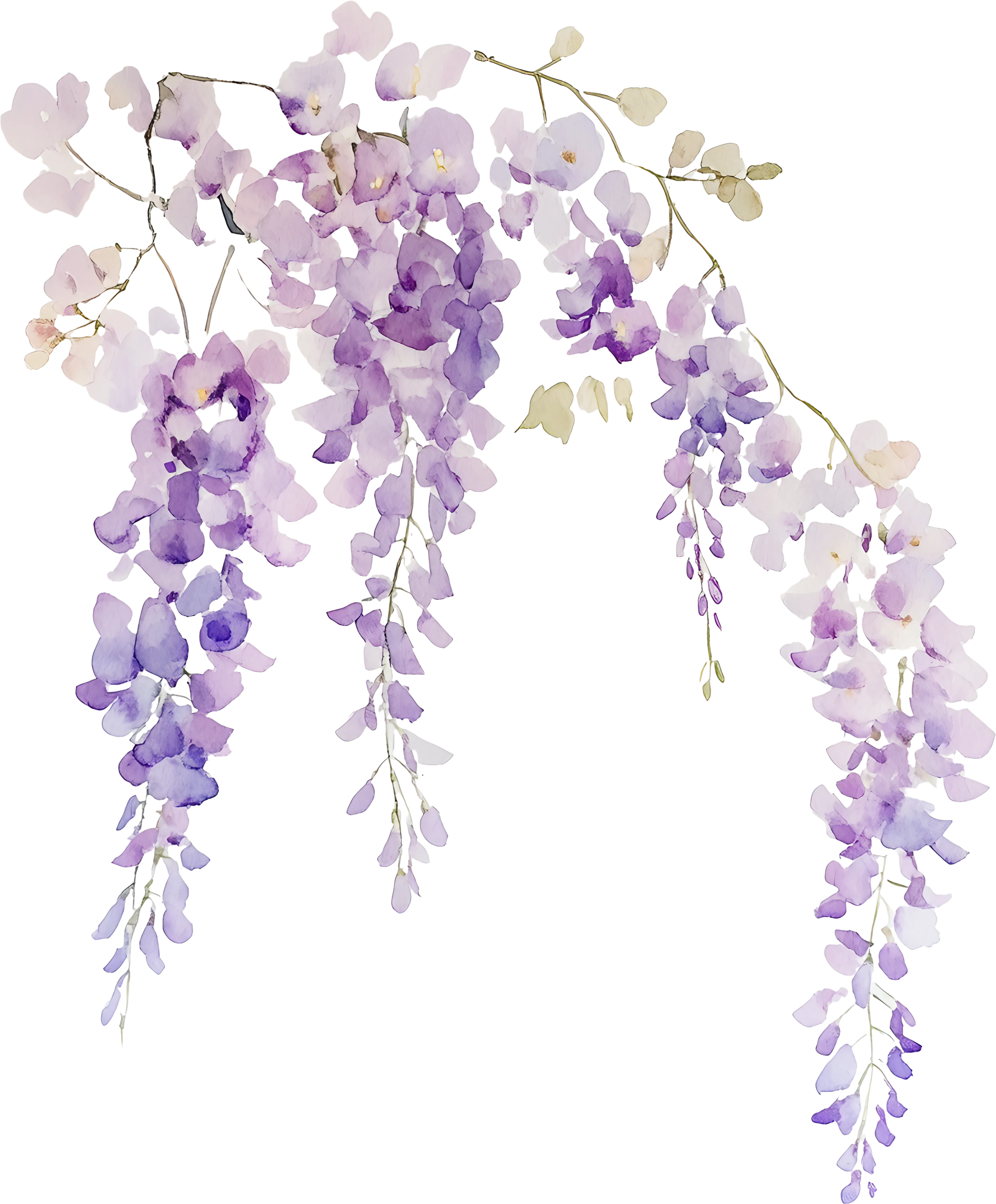 Flor Wisteria